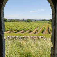 2022 Augustine Bordeaux Blanc